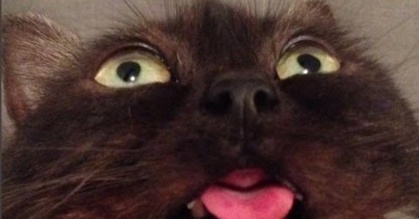 Упоротые коты