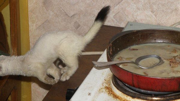 Коты едят кашу