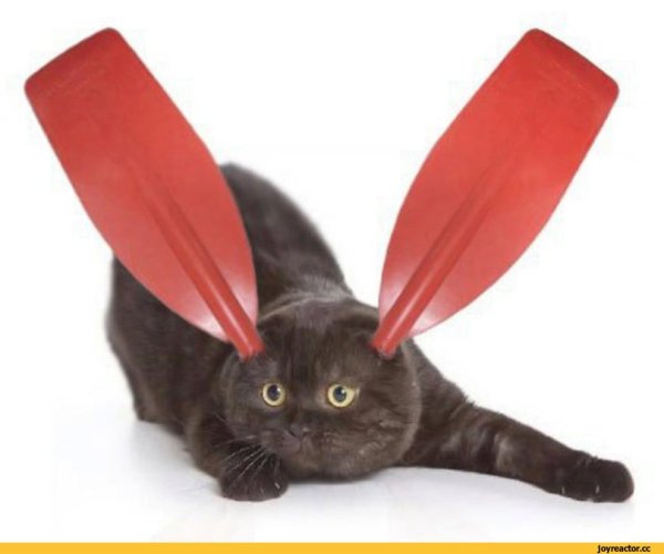 Коты весло вислоухие