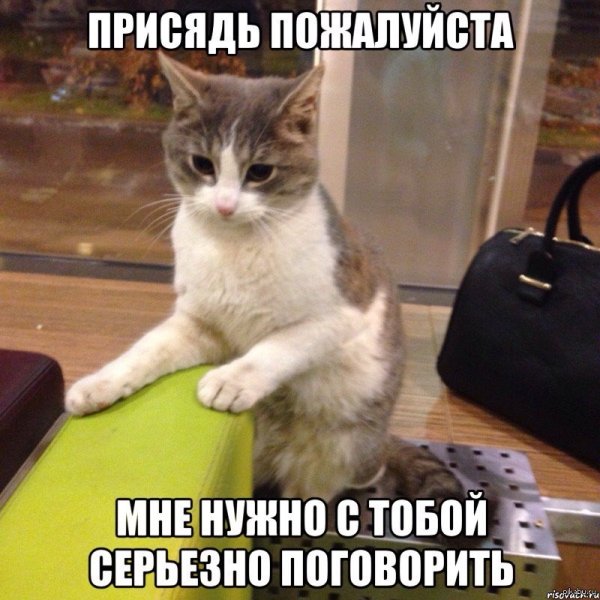 Коты разговаривают