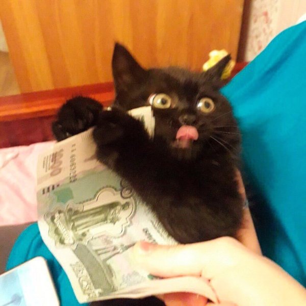 Черный кот с денежкой