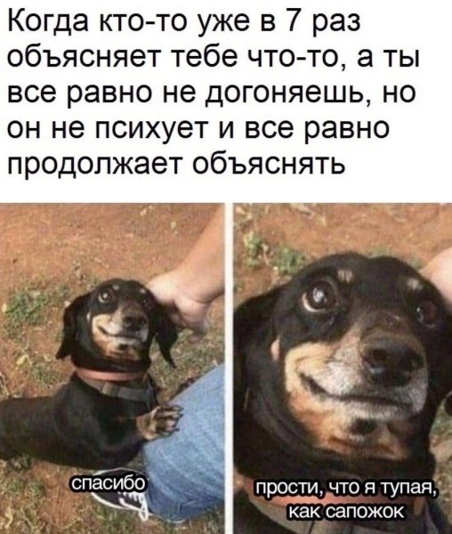 Прикольные мемы с собаками