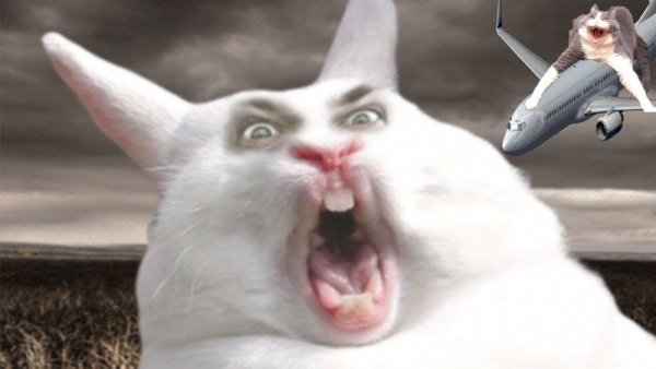 Кричащий заяц