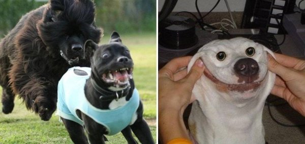 Ржачные собаки до слёз