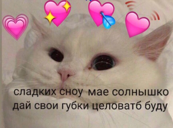 Картинки с котиками и сердечками