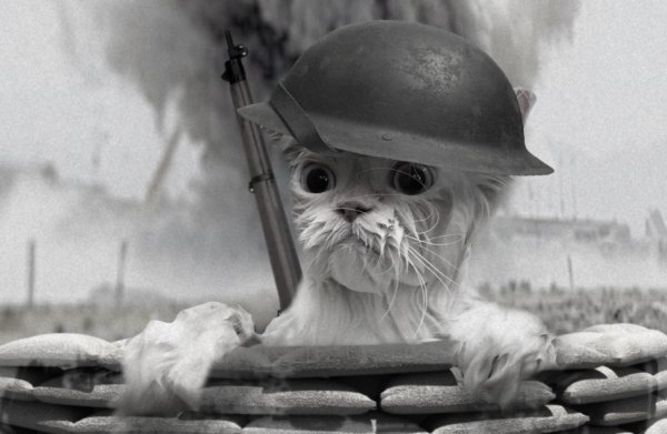 Кот военный