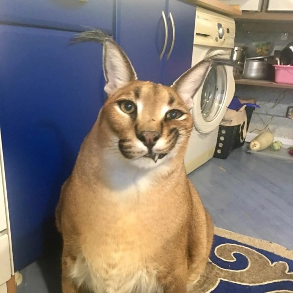 Каракал Гоша Шлеппа