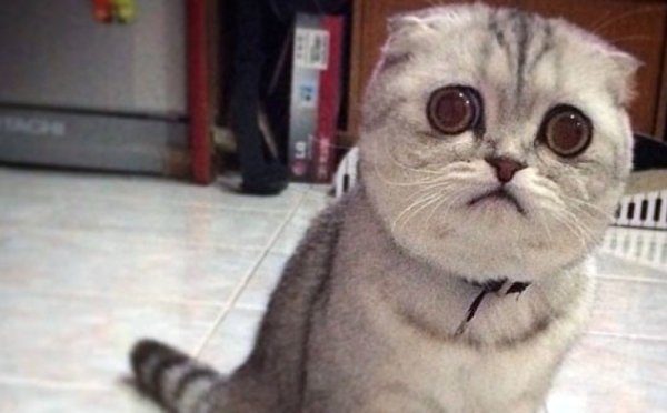 Вислоухий с большими глазами