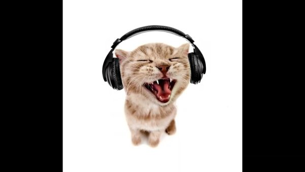 Кот в наушниках орет