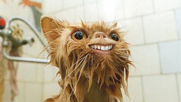 Мокрая кошка