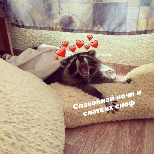 Пикчи сладких снов с котиками