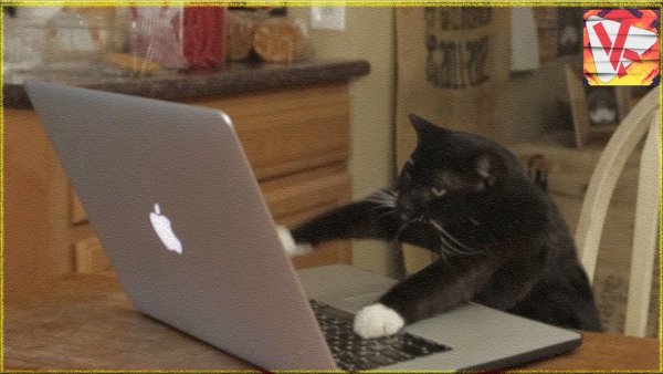 Котик за компьютером