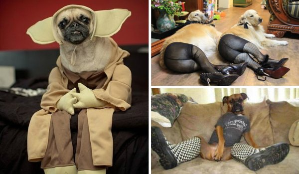 Кошка в костюме собаки