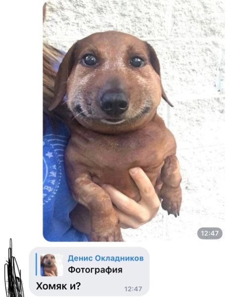 Собака сосиска