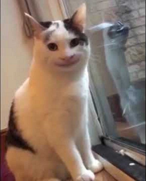 Кот с ухмылкой