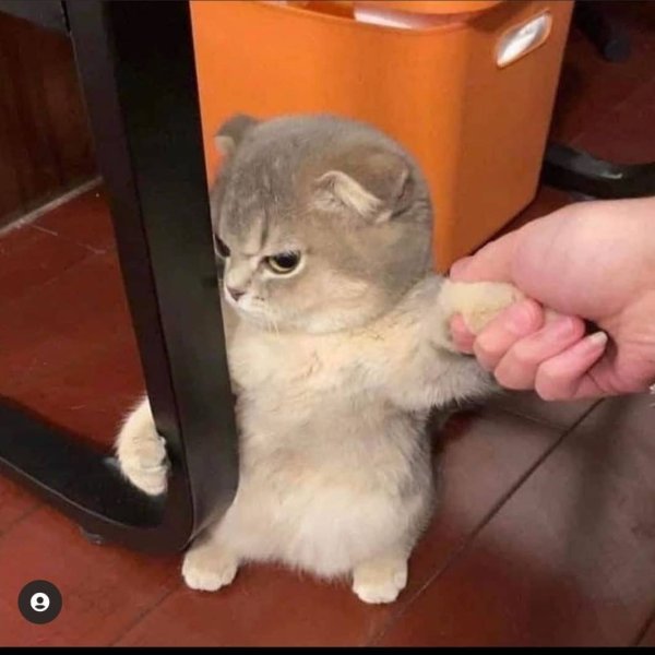 Недовольная булочка