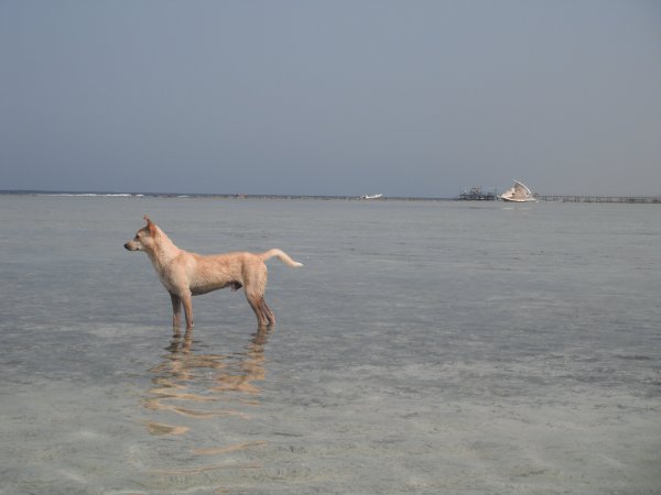 Смешные собаки в Египте