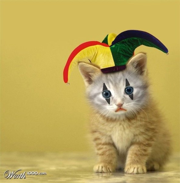 Смешной котик клоун