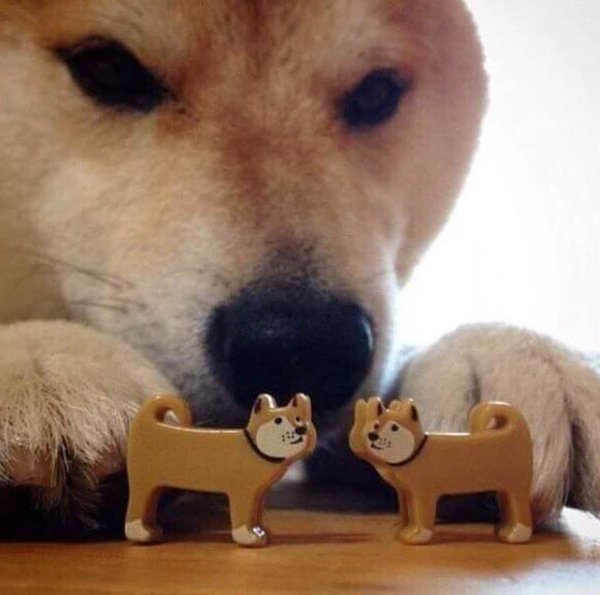 Собака и две игрушечные собаки