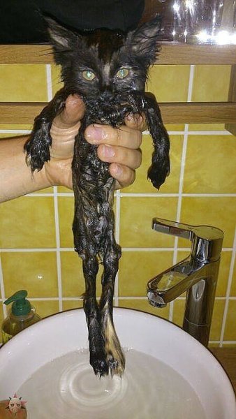 Смешные мытые коты