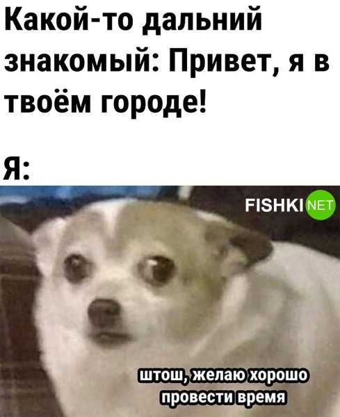 Собака Мем 2023