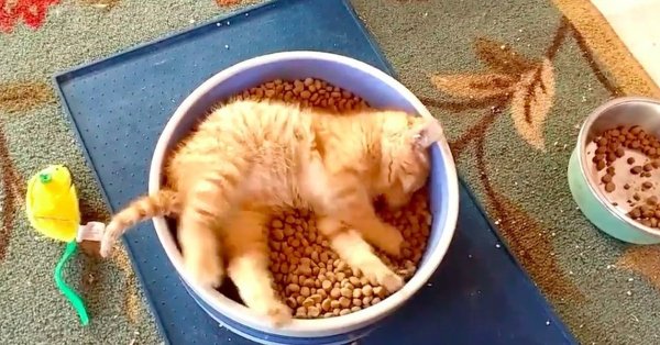 Миска для кота