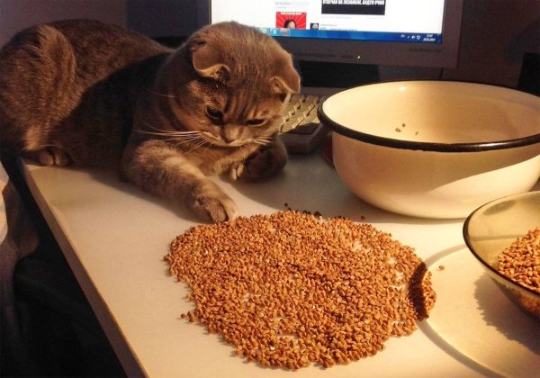 Котенок в каше