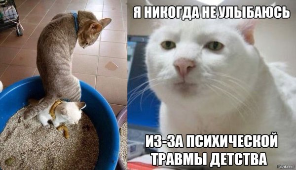 Психология коты мемы