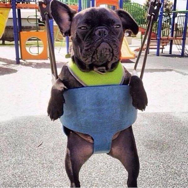 Приколы с собаками