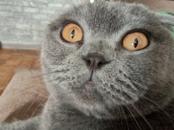 Британский вислоухий кот