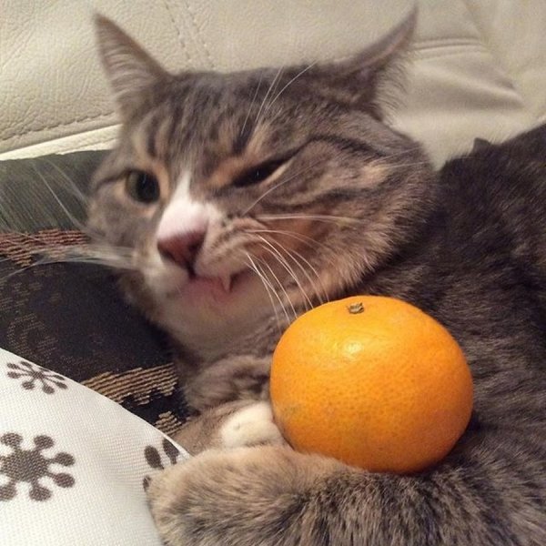 Кот Мандаринка