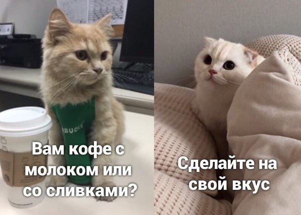 Кот кофе пем