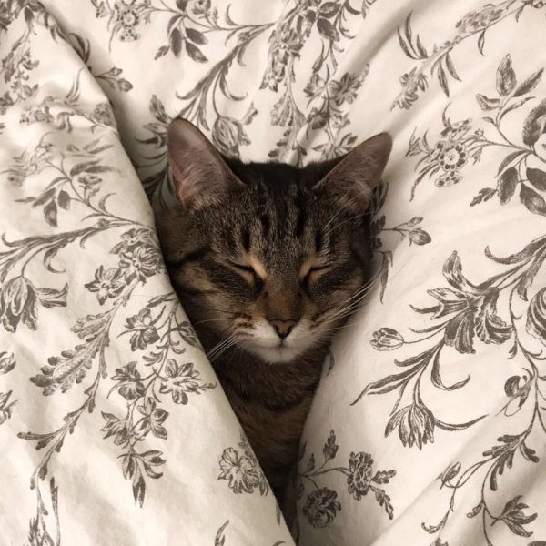 Спокойной ночи котики