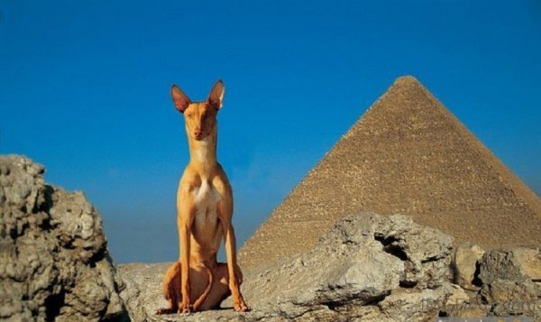 Собаки фараонов в древнем Египте