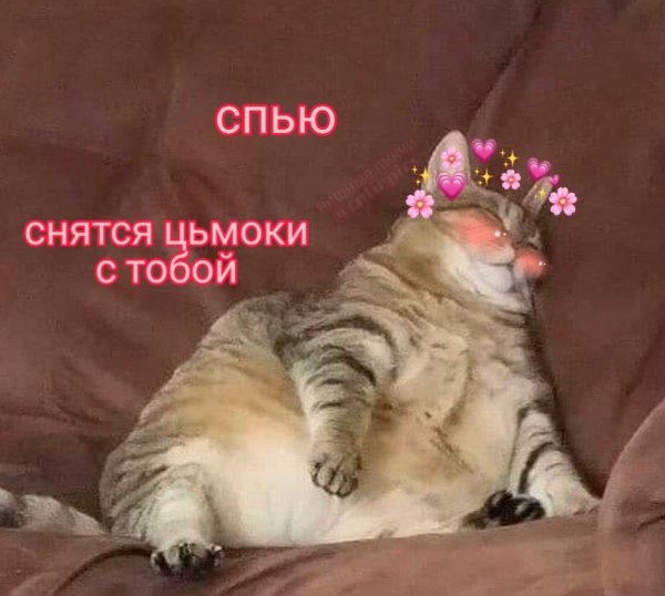 Сладких снов котик Мем
