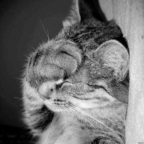 Котик рукалицо