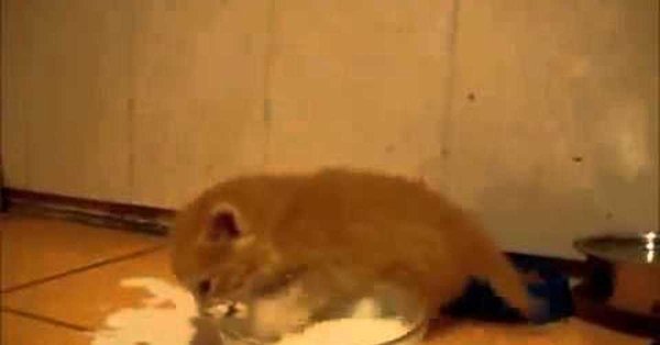 Кот в миске с молоком