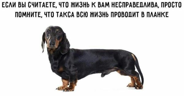 Такса в планке Мем