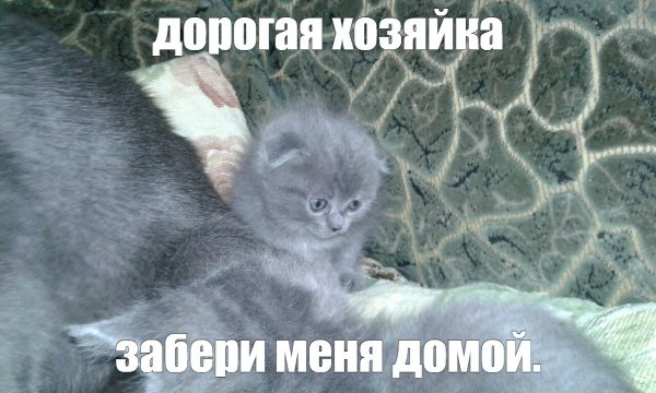 Вислоухий кот Шотландия Мем
