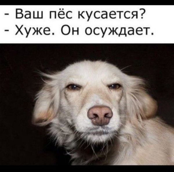 Подозревающая собака Мем
