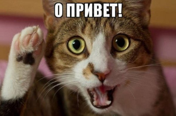 Привет котик