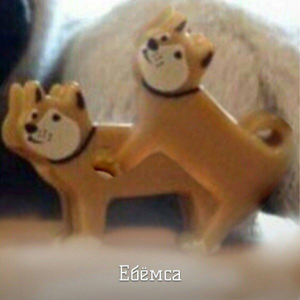 Сиба ину ебитес