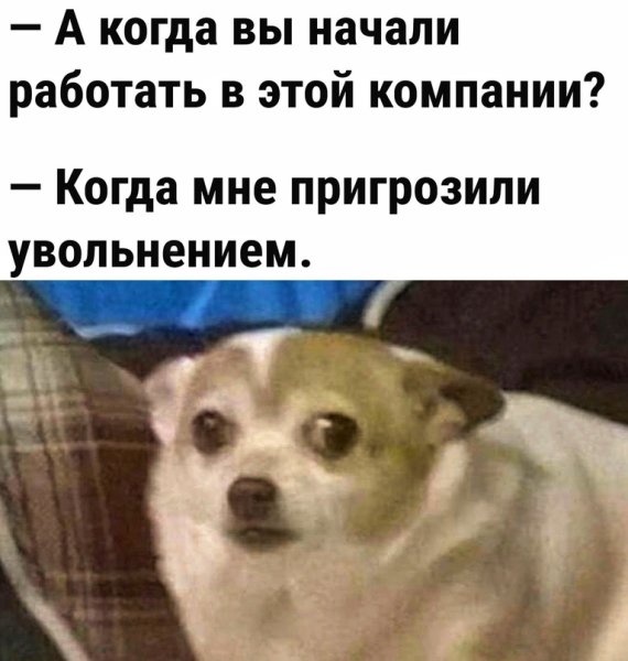 Картинка с собакой ладно