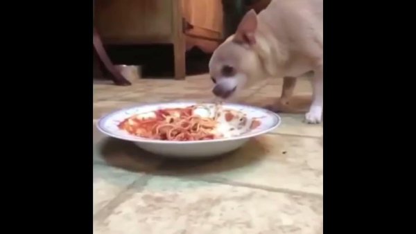 Чихуахуа ест макароны