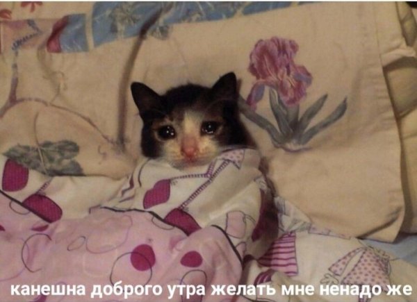 Плачищуй Коттс телефоном