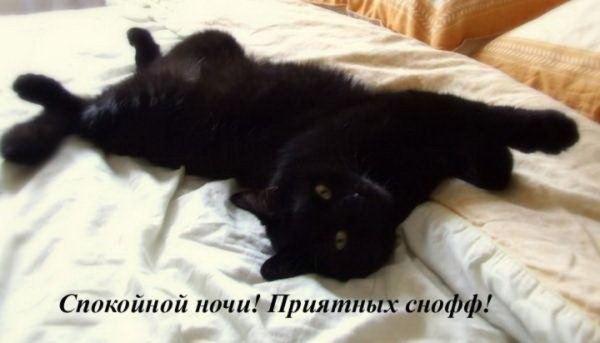 Спокойной ночи черный кот