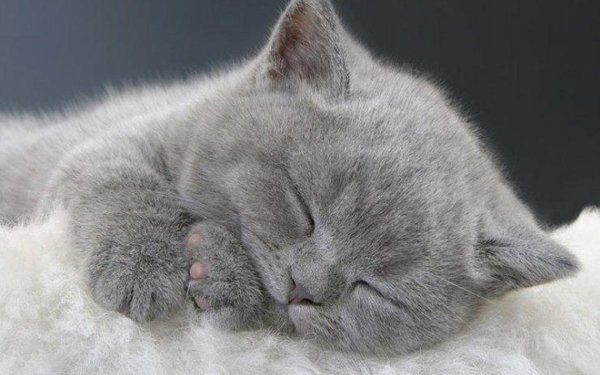 Сладких снов котя