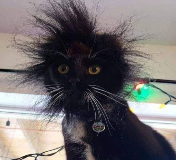 Черный лохматый кот