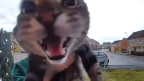 Угарные коты