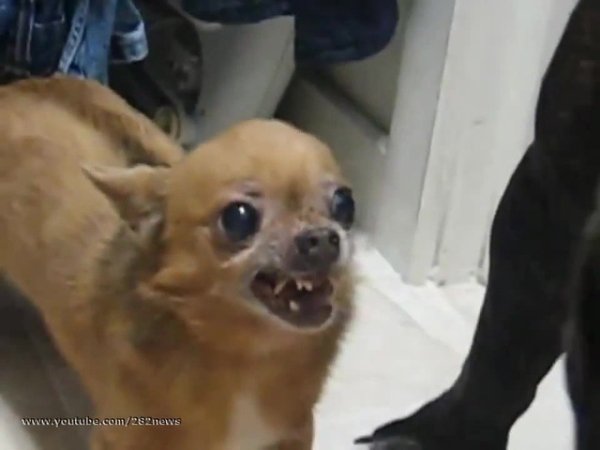 Собака трясучка